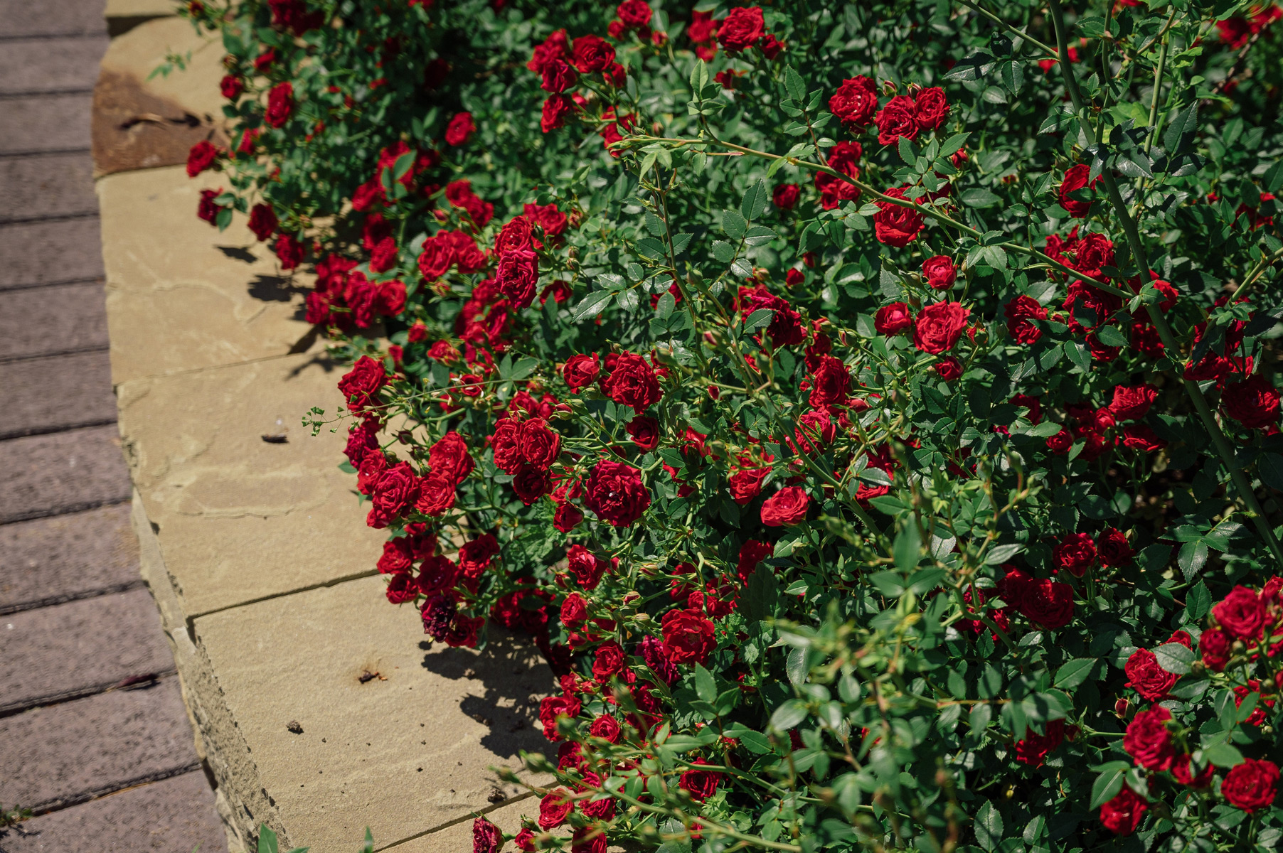 Роза ‘Red Velvet’ (до 0,7 м)
